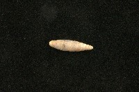 藏品(似謝氏煙管蝸牛)的圖片